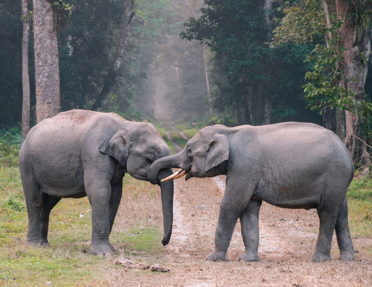 Elephants and animals in Italian.