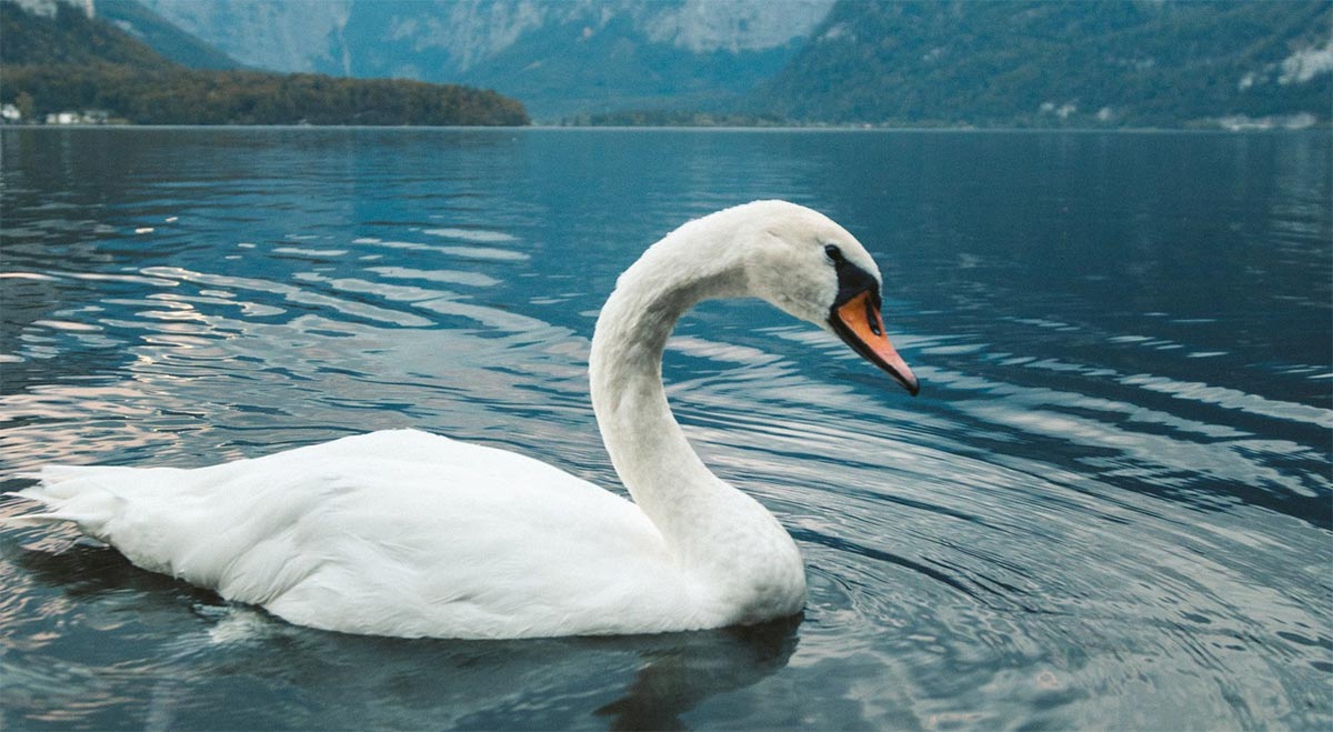 White Swan on Lake Fuschl.