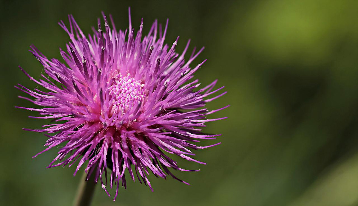 A thistle is a wildflower in Germany.