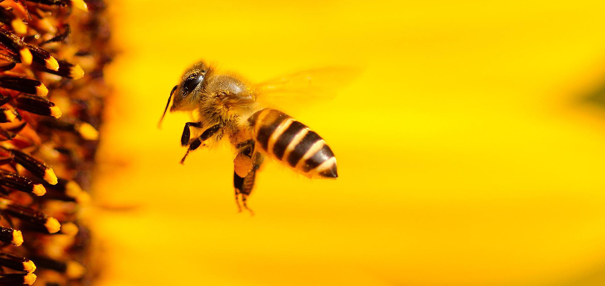 Bees are known for their role in pollination.