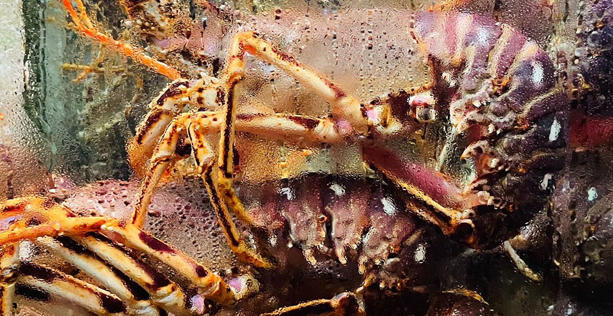 Live lobster tank at a seafood restaurant.