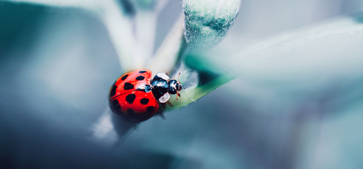 Ladybugs represent fortune and good luck in Italian.