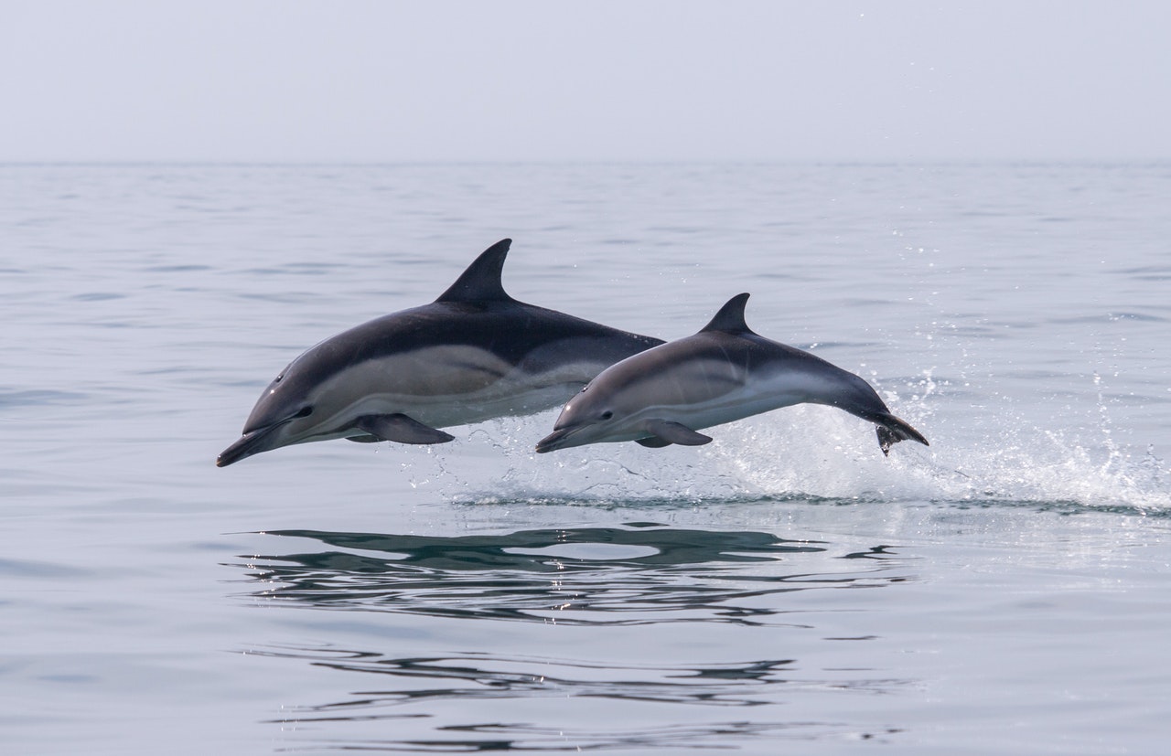 Un delfín y animales marinos en italiano.