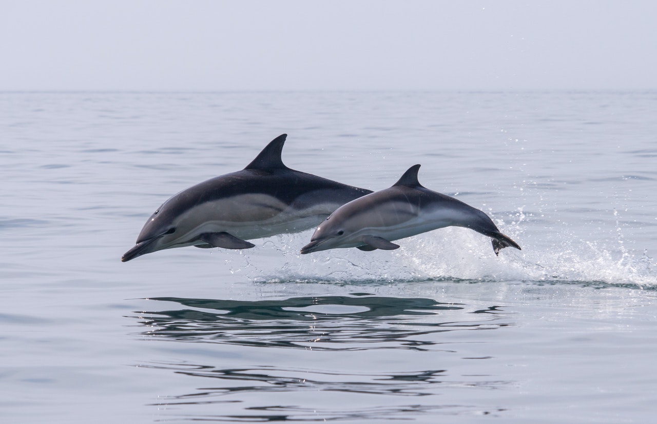 Animais em italiano: 65 animais fofinhos no idioma