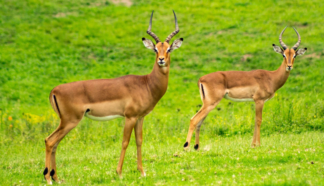A gazelle and wild and zoo animals in Italian.