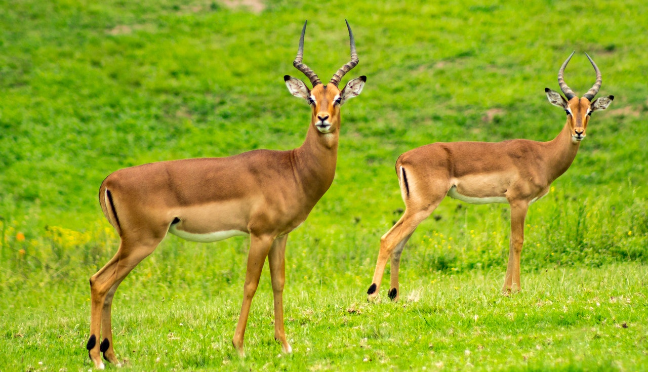 Una gacela y animales salvajes y de zoológico en italiano.