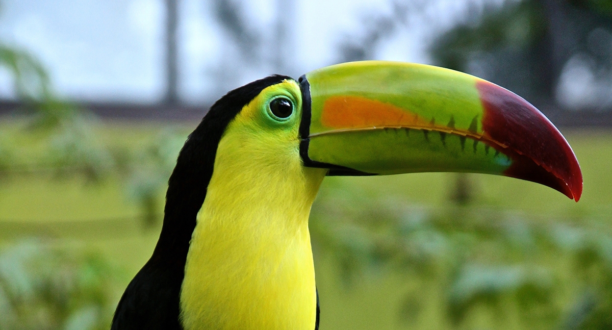 A toucan and many birds in Spanish.
