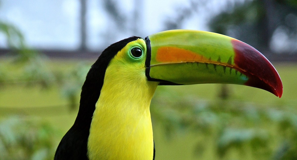 How To Say Strange Bird In Spanish