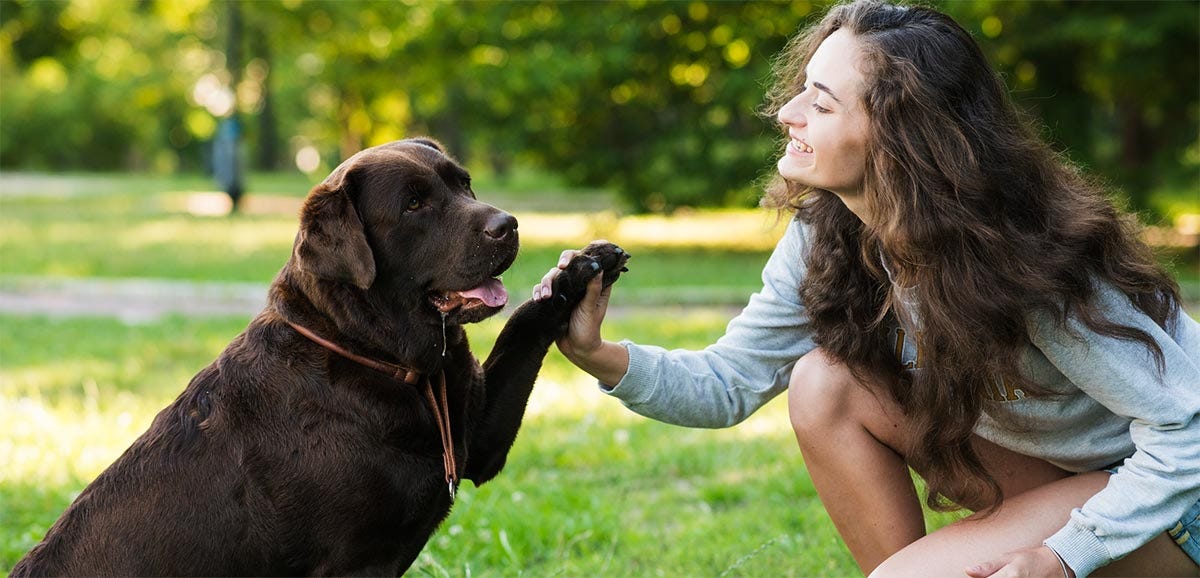 Tell your dog about everything you did today, in the past simple.