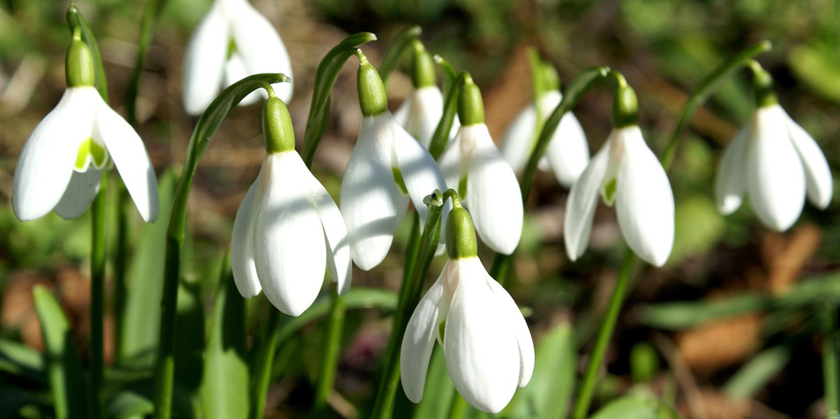 Snowbell flowers are symbolic of the Italian region of Calabria.