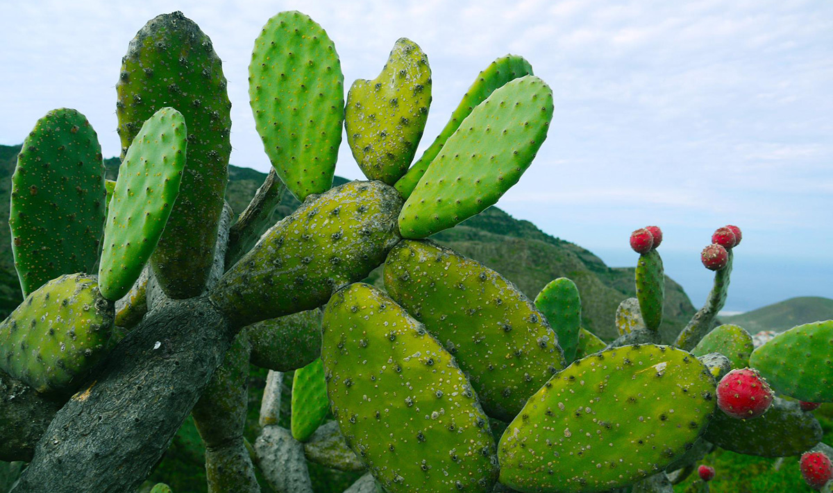 The prickly pear in Spanish, can be found in the stunning deserts of Latin America.