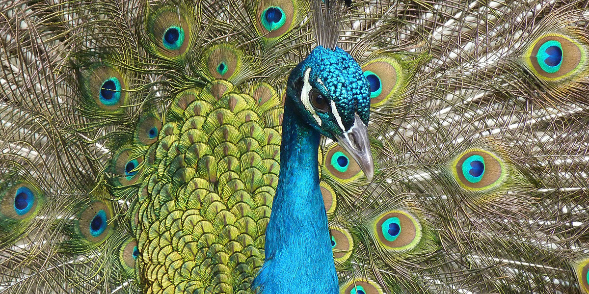 Peacock in German.
