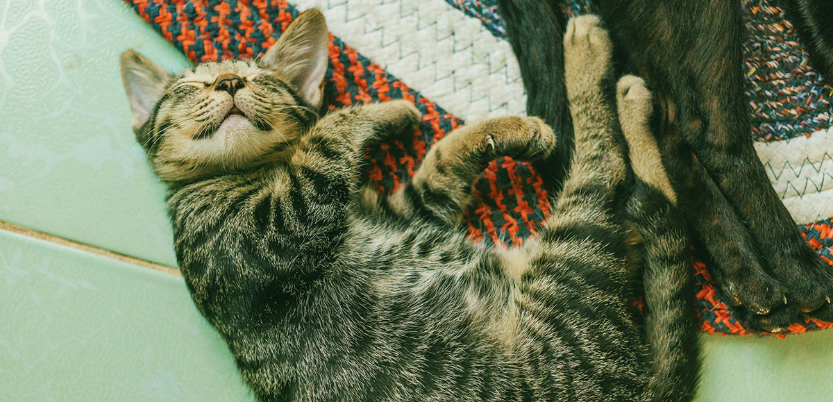 A cat having sweet dreams in Spanish.