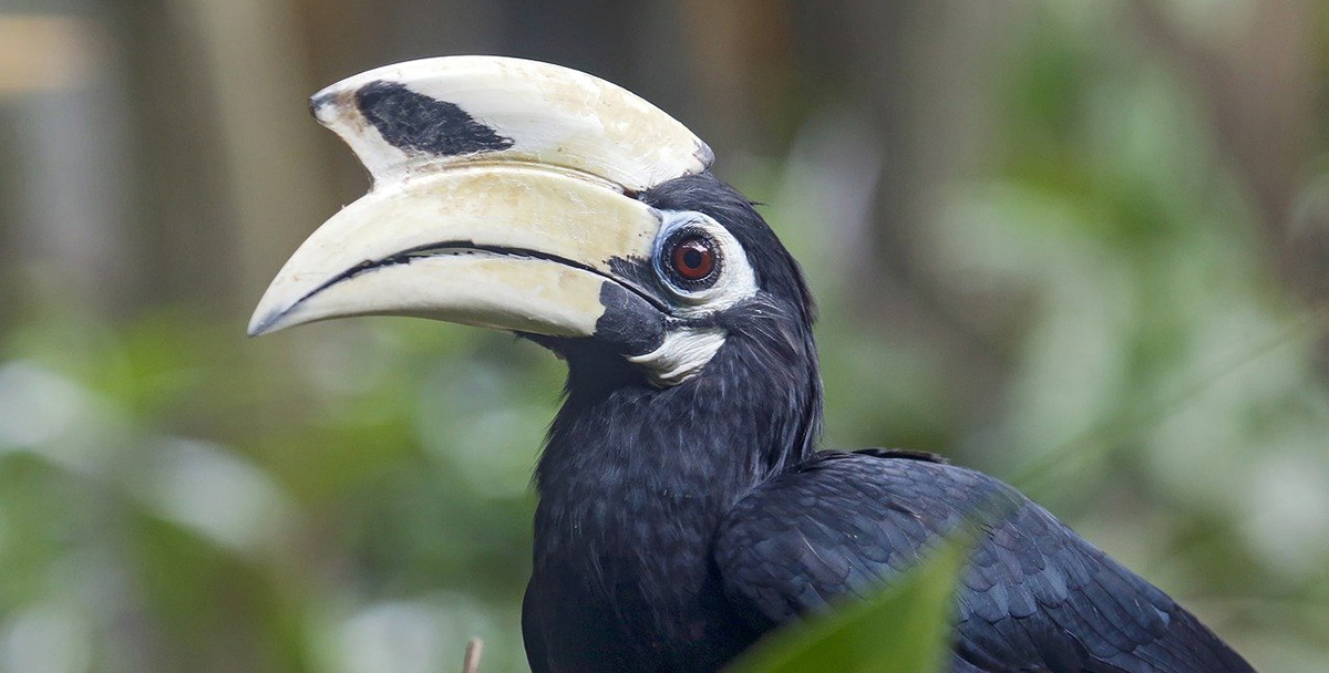 An oriental pied hornbill, is an exotic bird in Spanish.