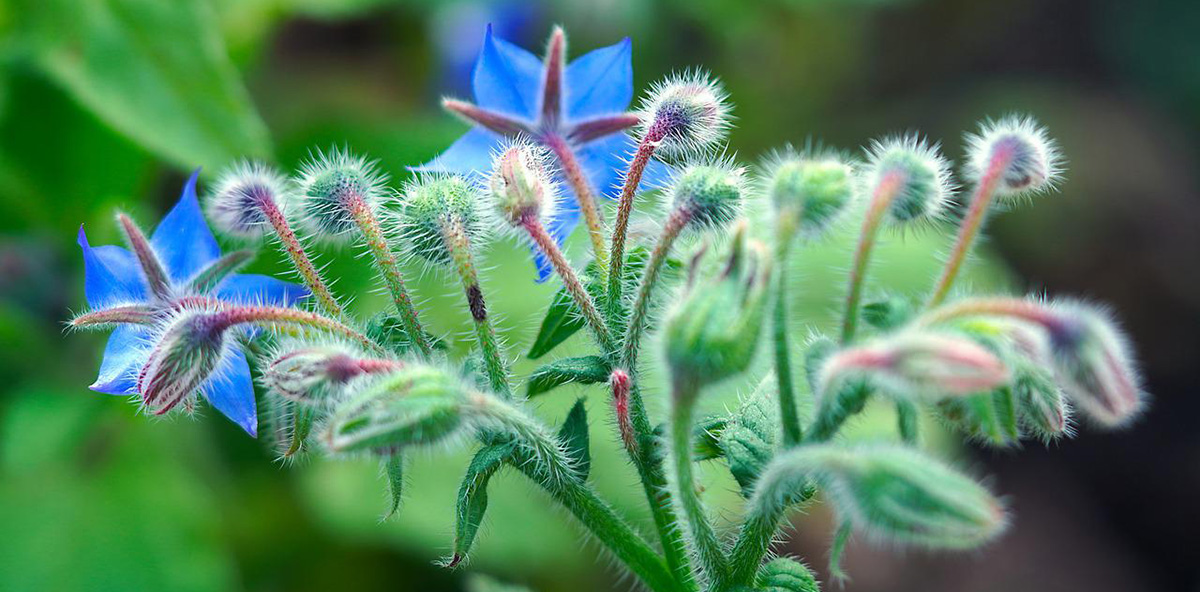 Borage is an edible flower in Spanish.