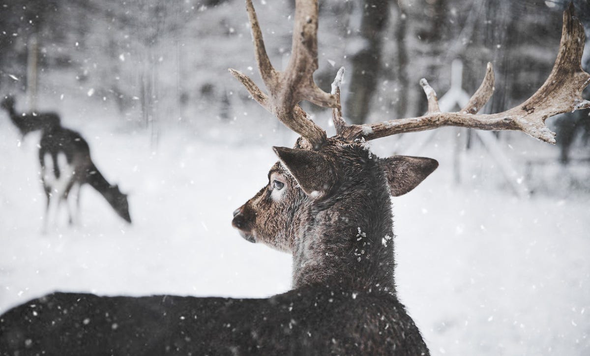 A beautiful reindeer in the snow.