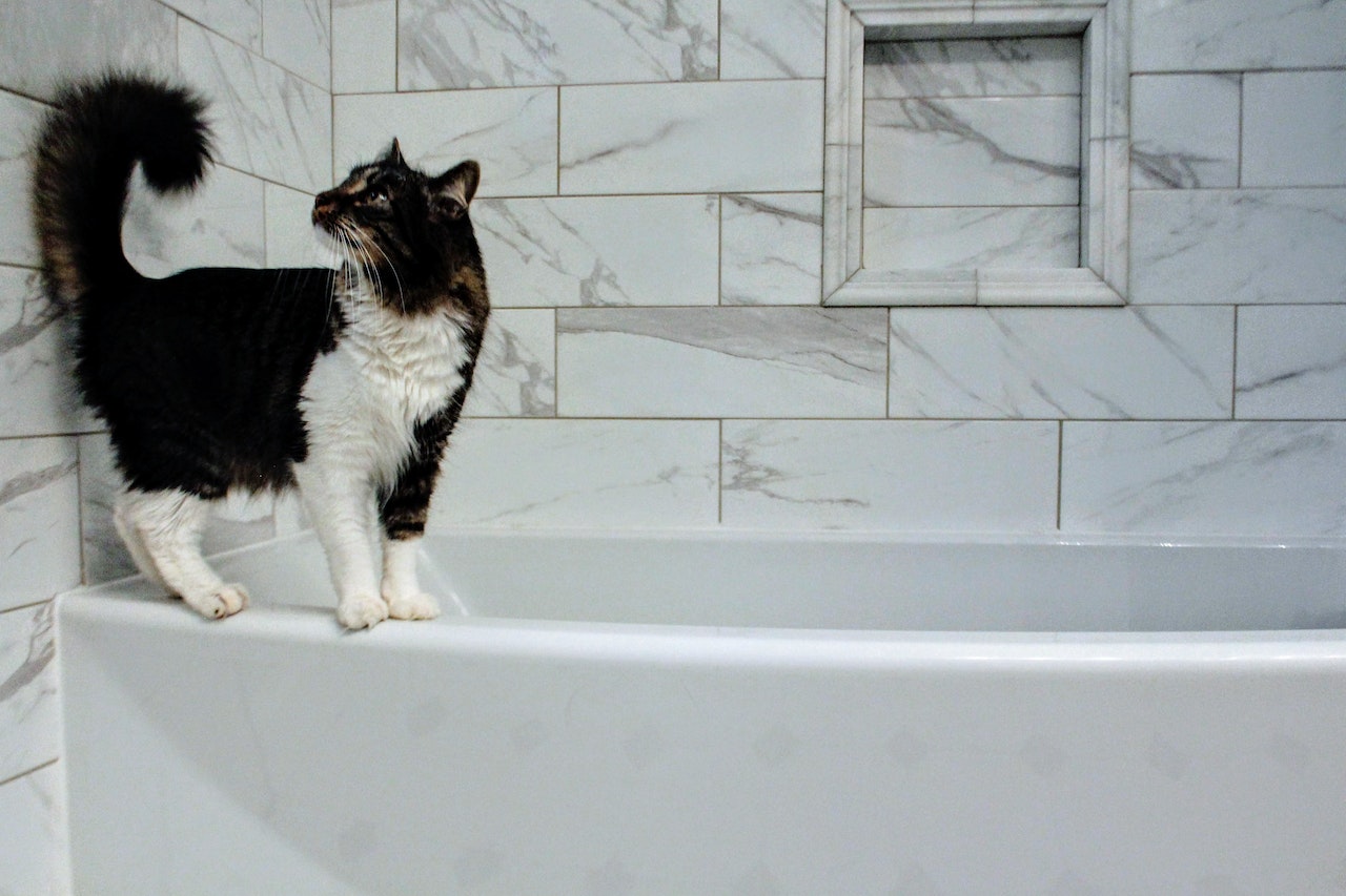 Cat standing on the bath in the bathroom in Spanish.jpg