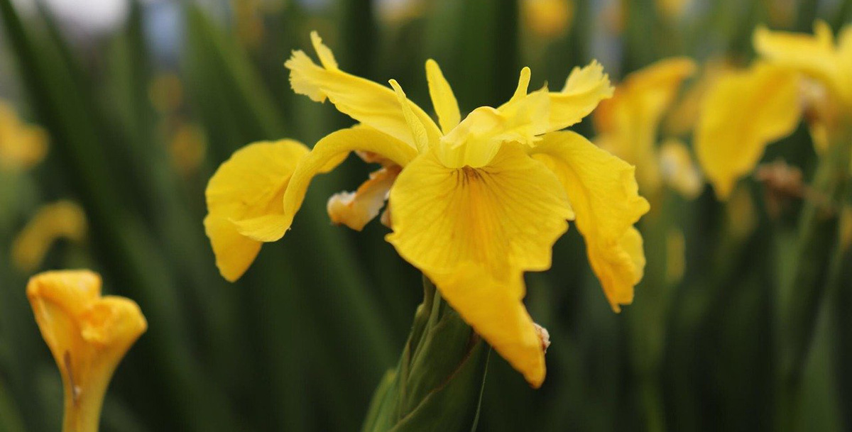 French Flower Names 108 Florals To Make Your Vocab Bloom