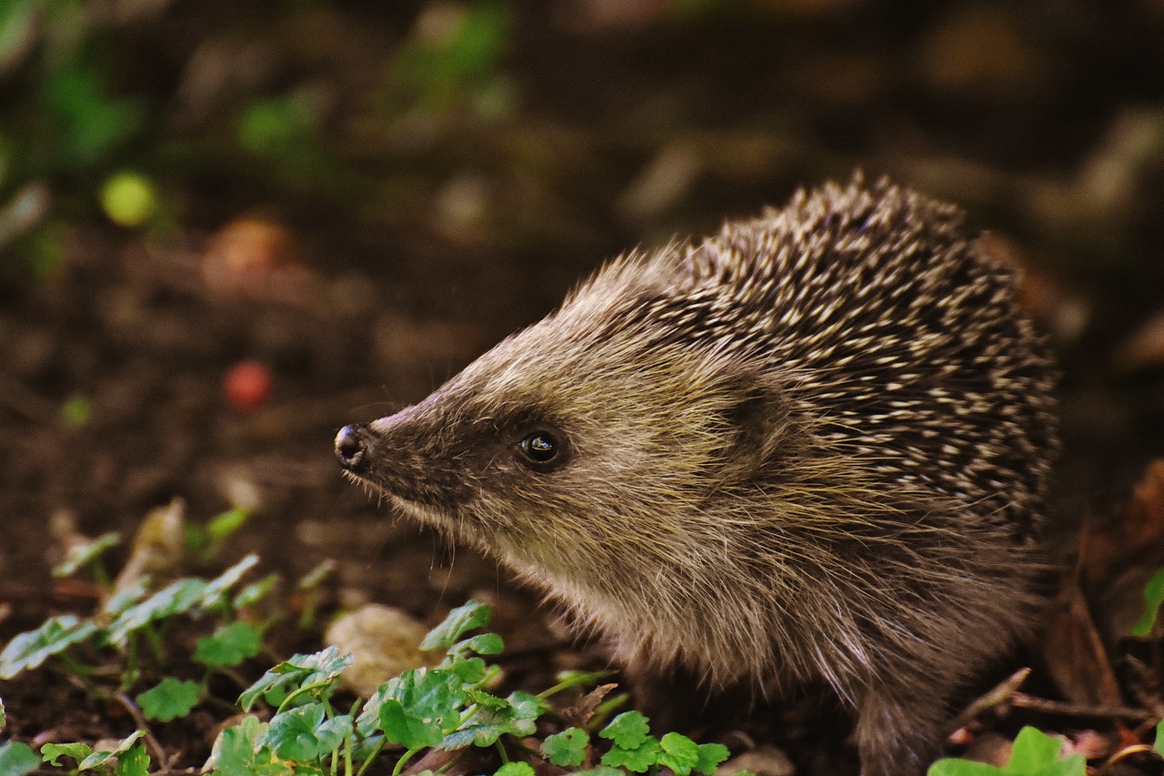 A hedgehog and wild animals in Italian.