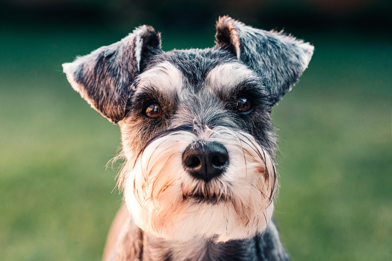 A dog and domestic animals and pets in Italian.