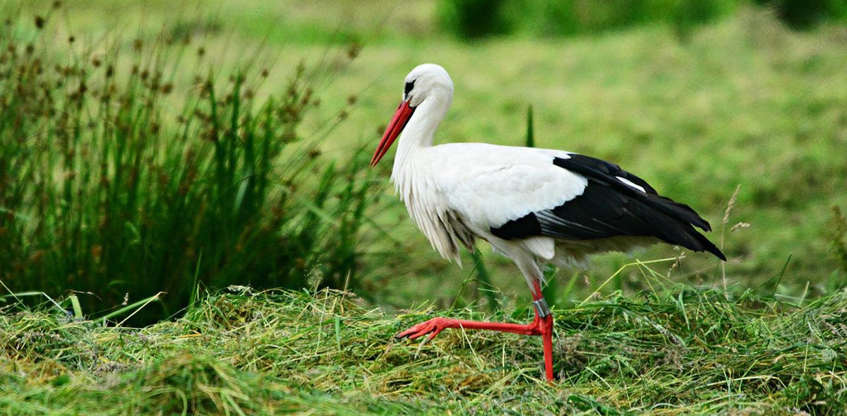 A stork and other migratory birds in Italian.