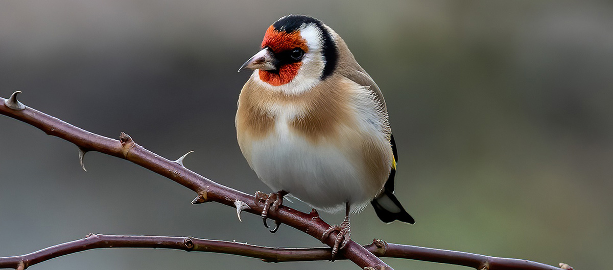 The goldfinch is a migratory bird in English.
