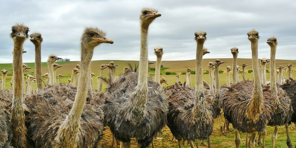 Ostriches are flightless birds in English.