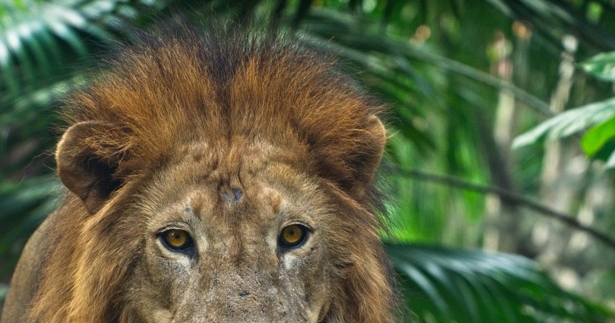 25 How To Say Elephant In Spanish 02/2024 - Ôn Thi HSG