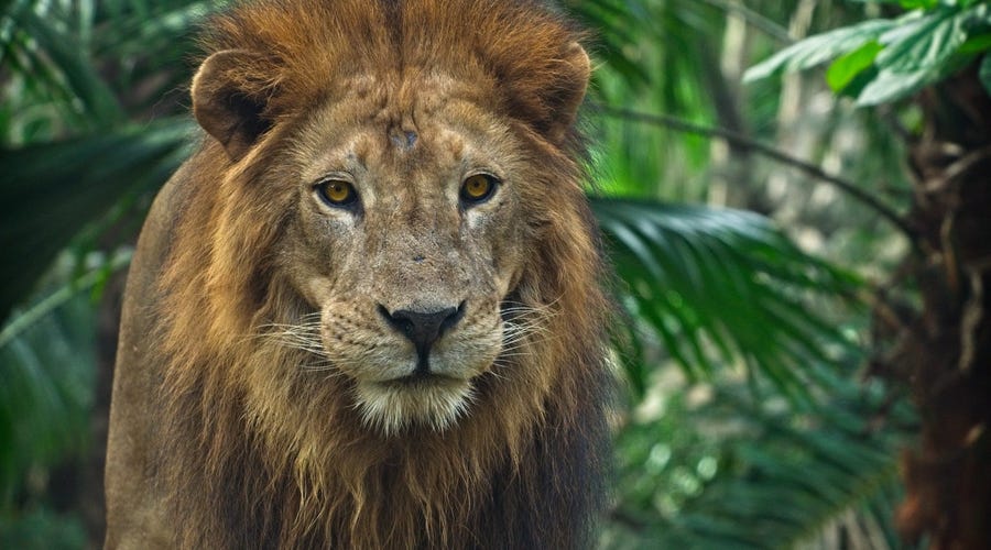 Animals in Spanish: How to Say 245 Popular Animal Names