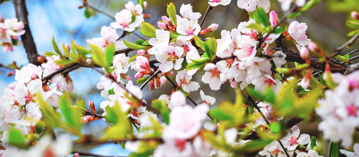 Spring in German.