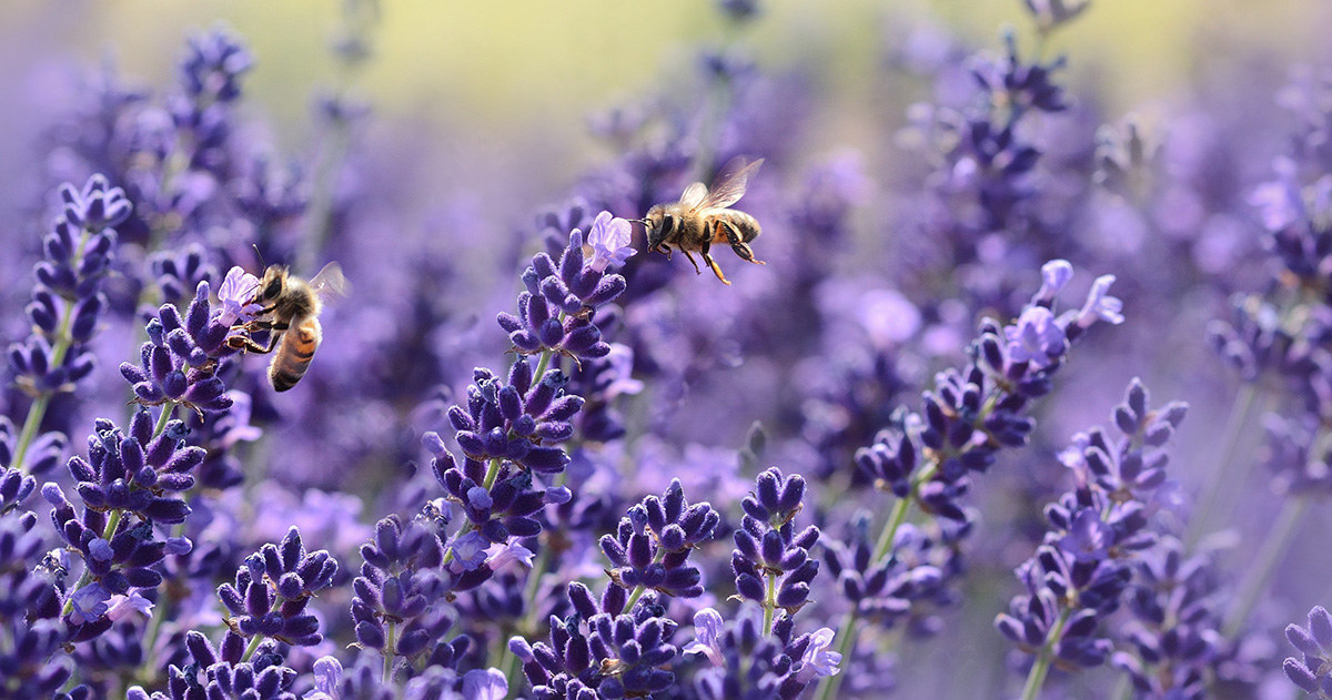 Lavender is believed to symbolize serenity and calmness in Italy.