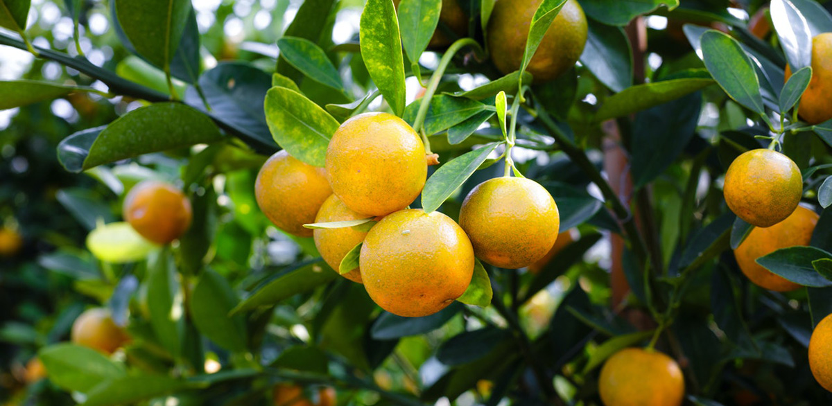 Chinotto orange trees in Italy are harvested from fall to spring and are a great source of vitamins.