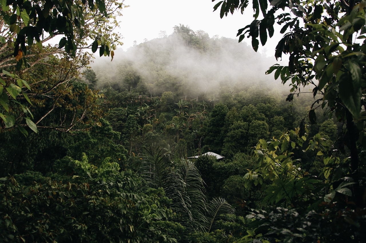 Rainforest mountain covered in fog