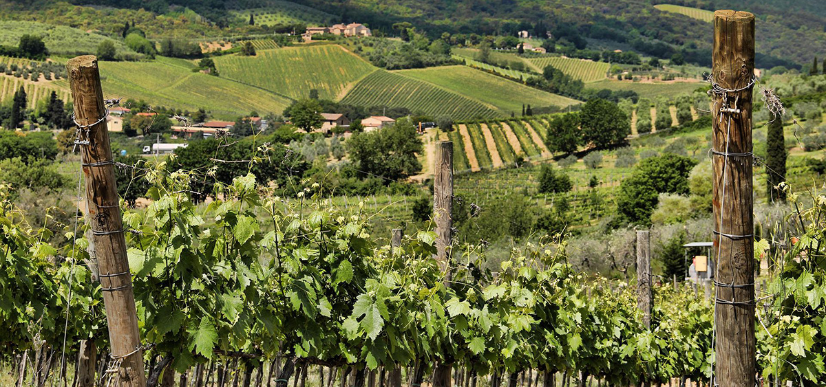 Vineyards in Tuscany Italy.