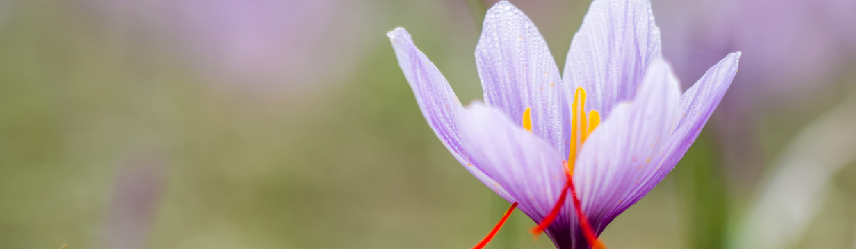BioCeuticals SaffroPEA Header (1).png