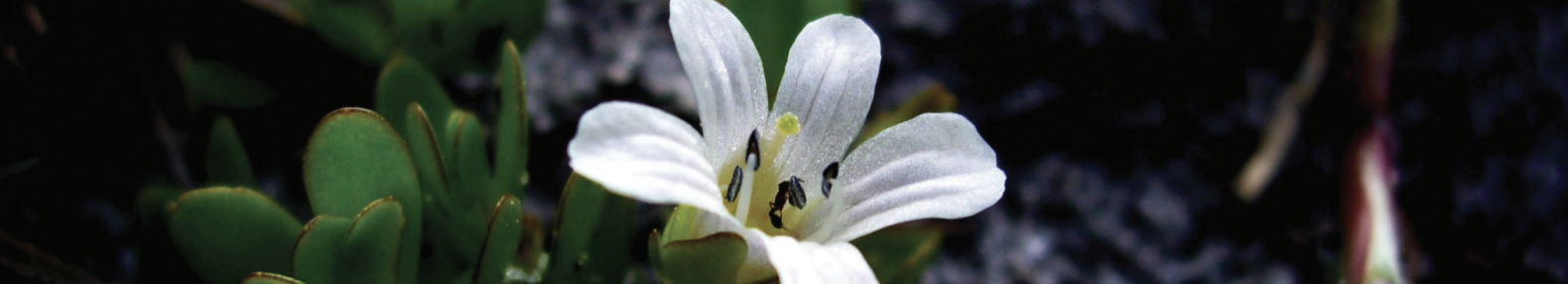 Bacopa banner.png