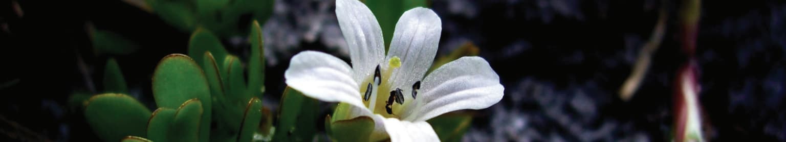 Bacopa banner.png