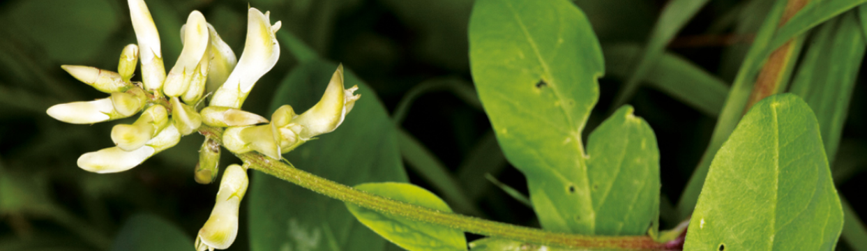 BioCeuticals  herbs for immune recovery TEB Header.png
