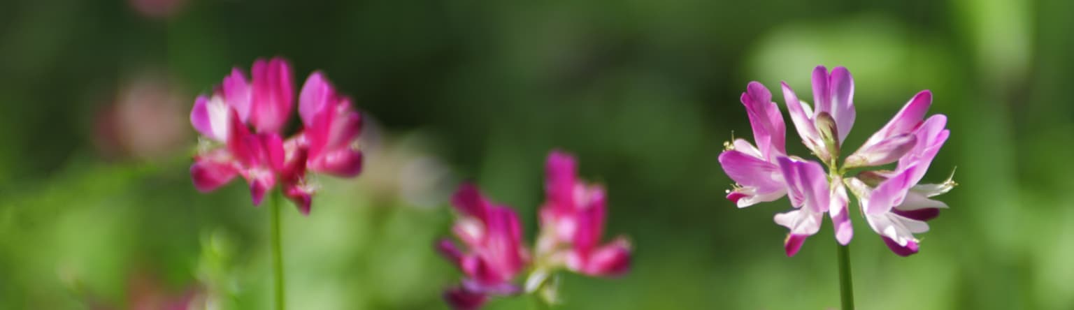 BioCeuticals Immune Tonic Herbs TEB Header.png