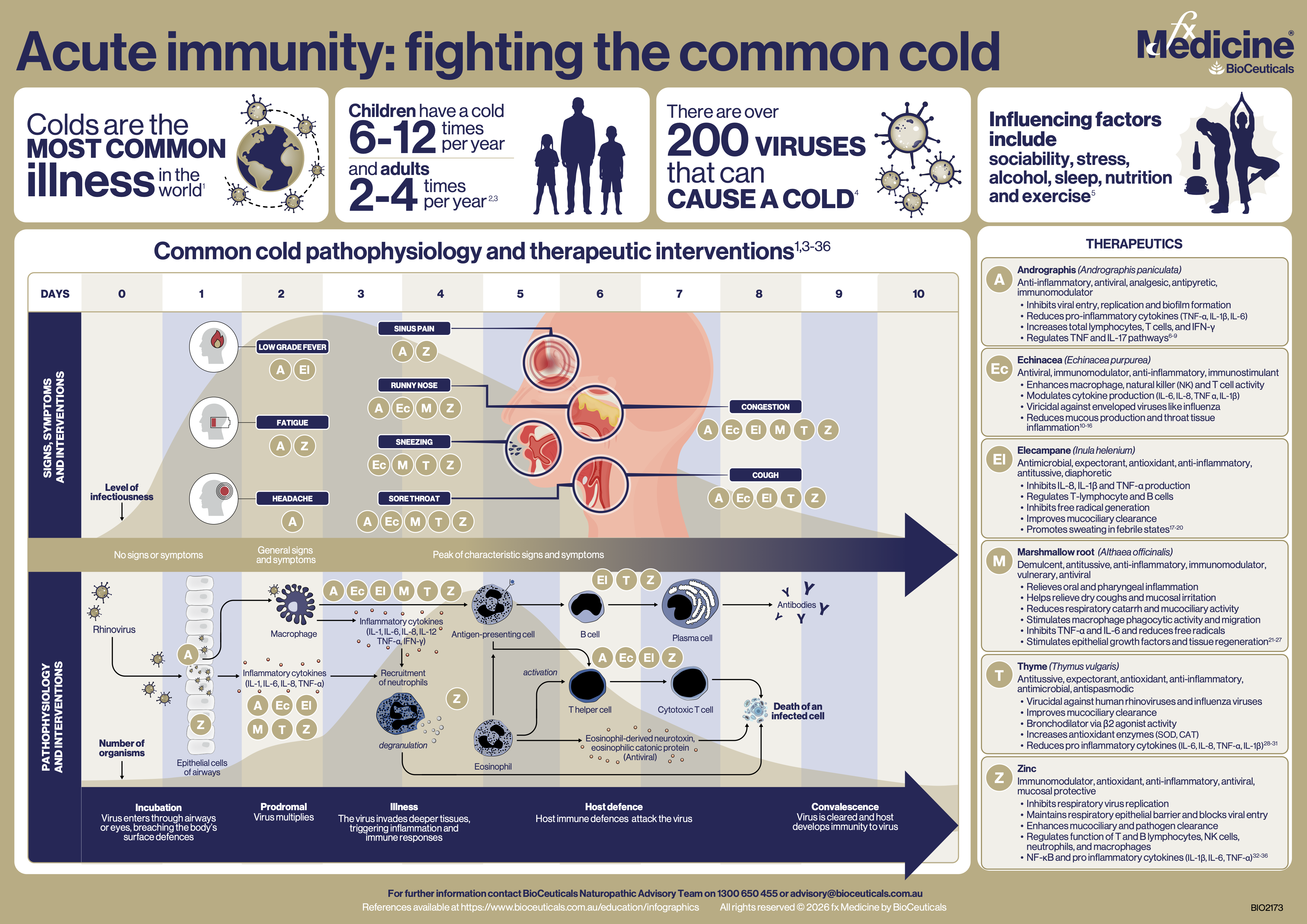 Acute immunity: fighting the common cold | BioCeuticals