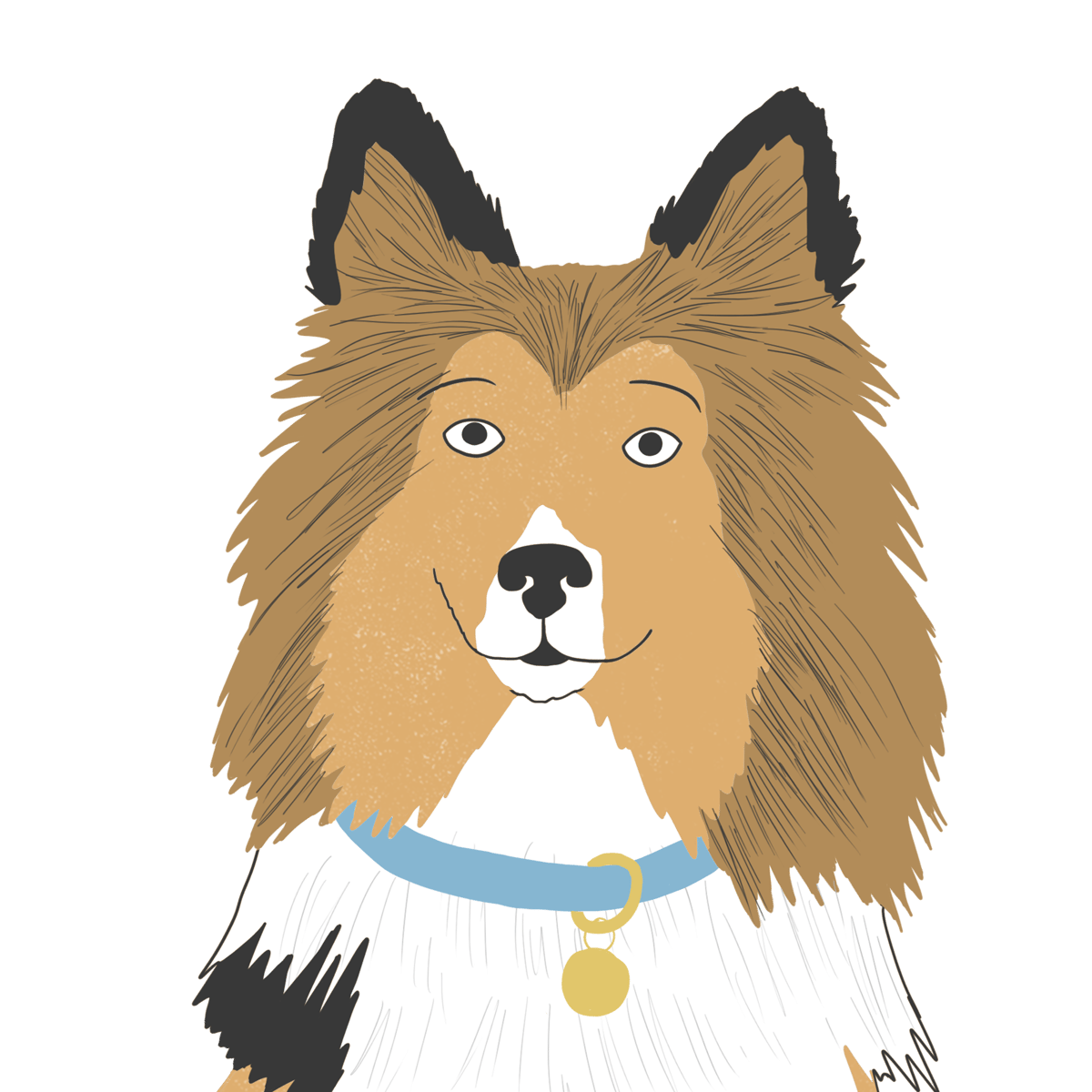 Explore the Shetland Sheepdog | Zoetis Petcare
