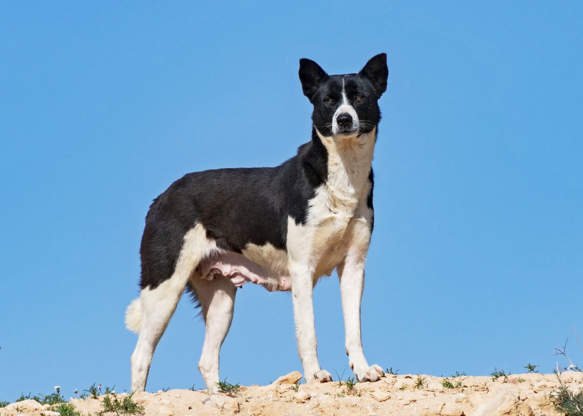 Explore the Canaan Dog | Zoetis Petcare