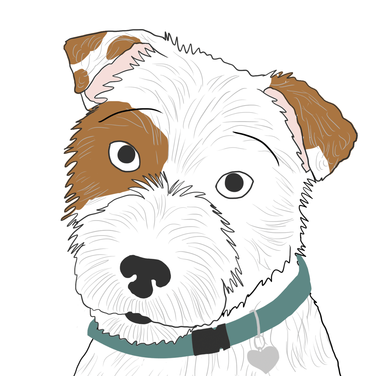 son parson russell terrier hipoalergénicos