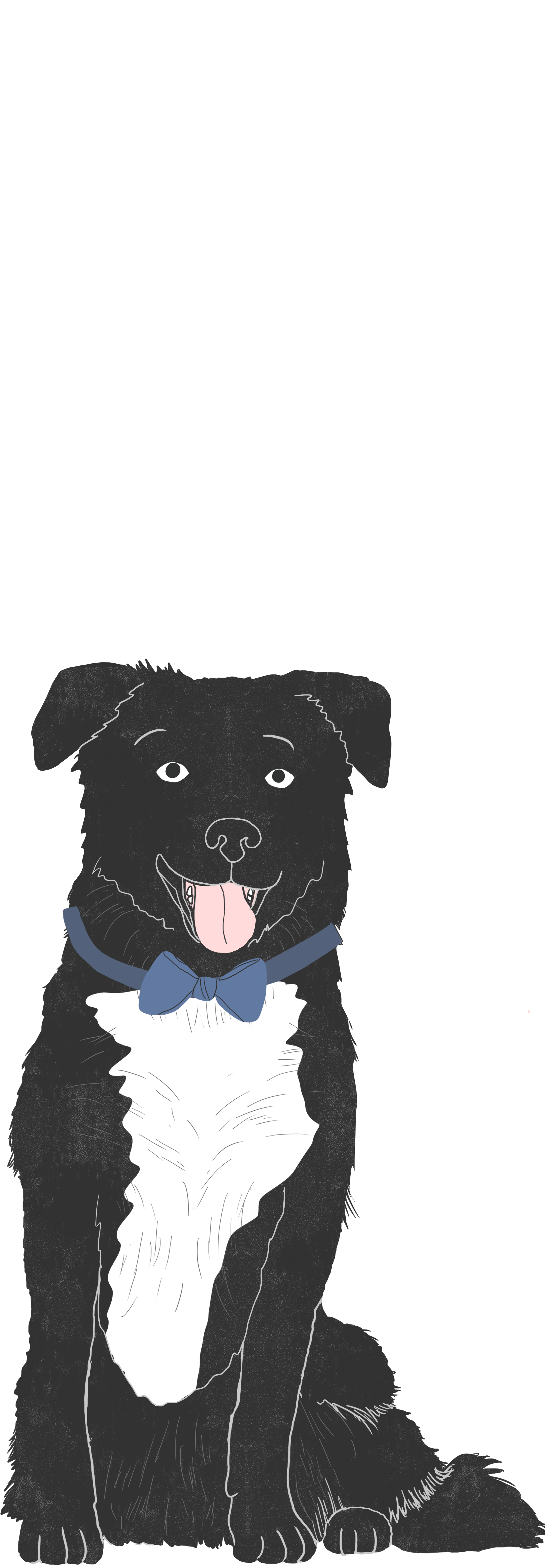 Explore the Collie Mix | Zoetis Petcare