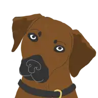 Explore the Rhodesian Ridgeback | Zoetis Petcare