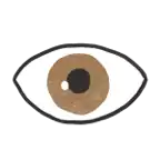 Eye