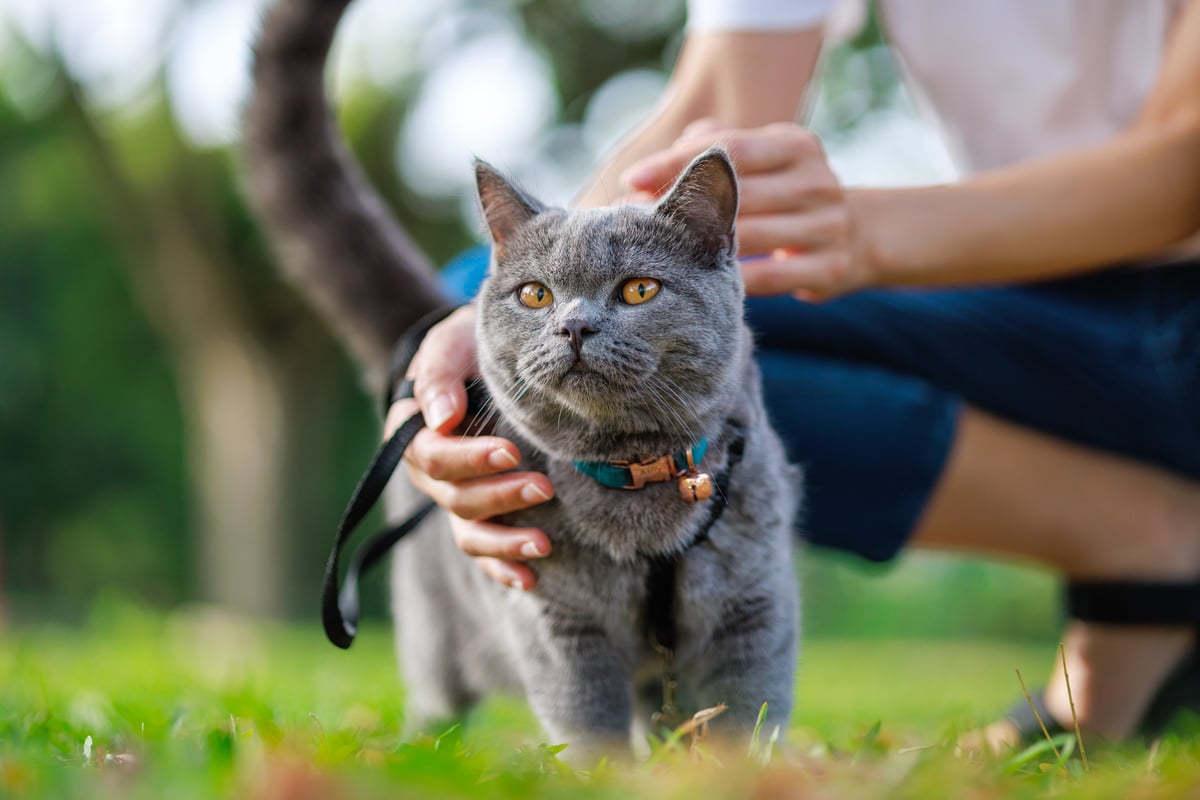 Explore the British Short Hair | Zoetis Petcare