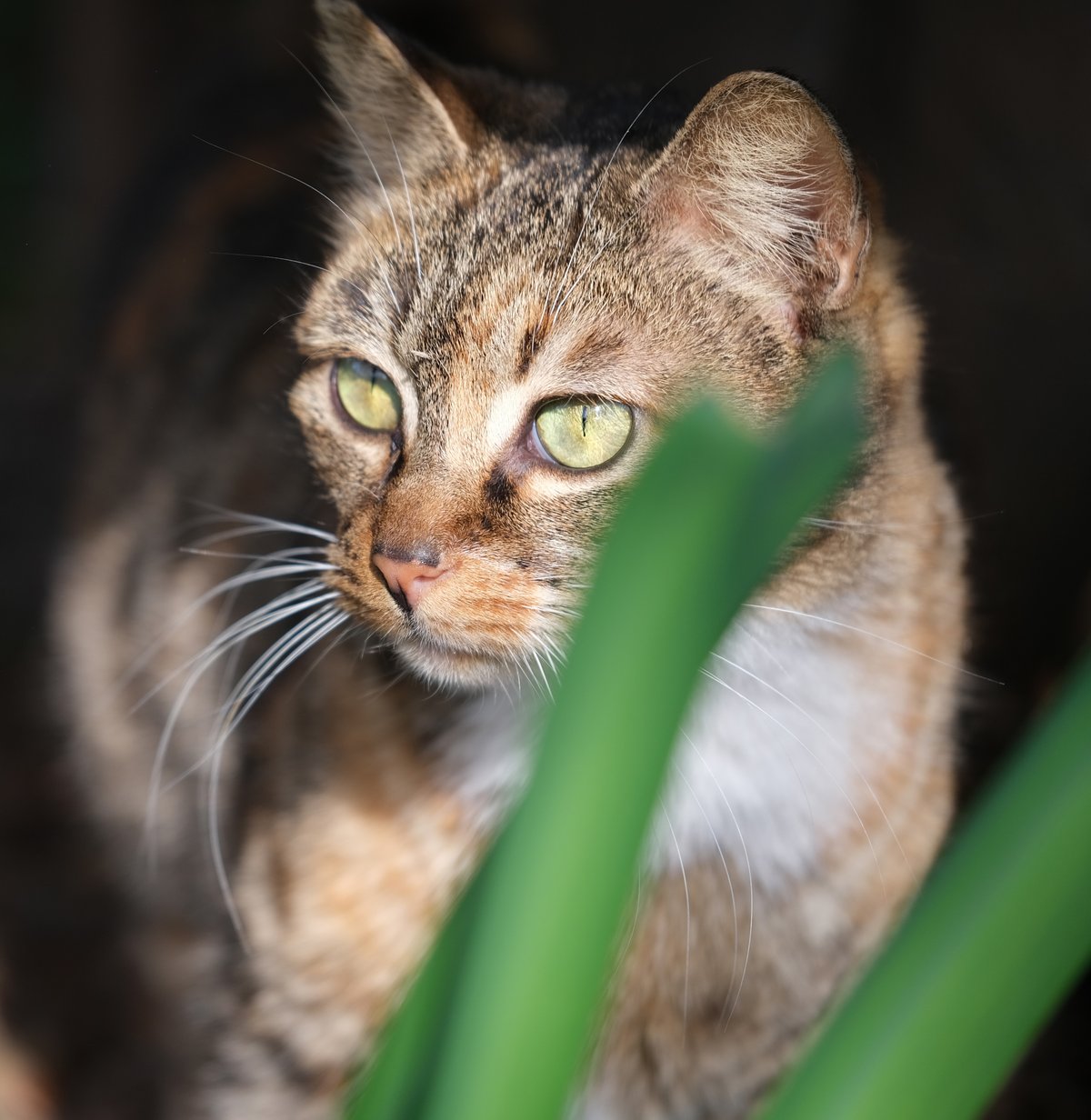 Explore the Chinese Li Hua | Zoetis Petcare