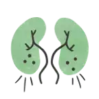 Kidneys icon