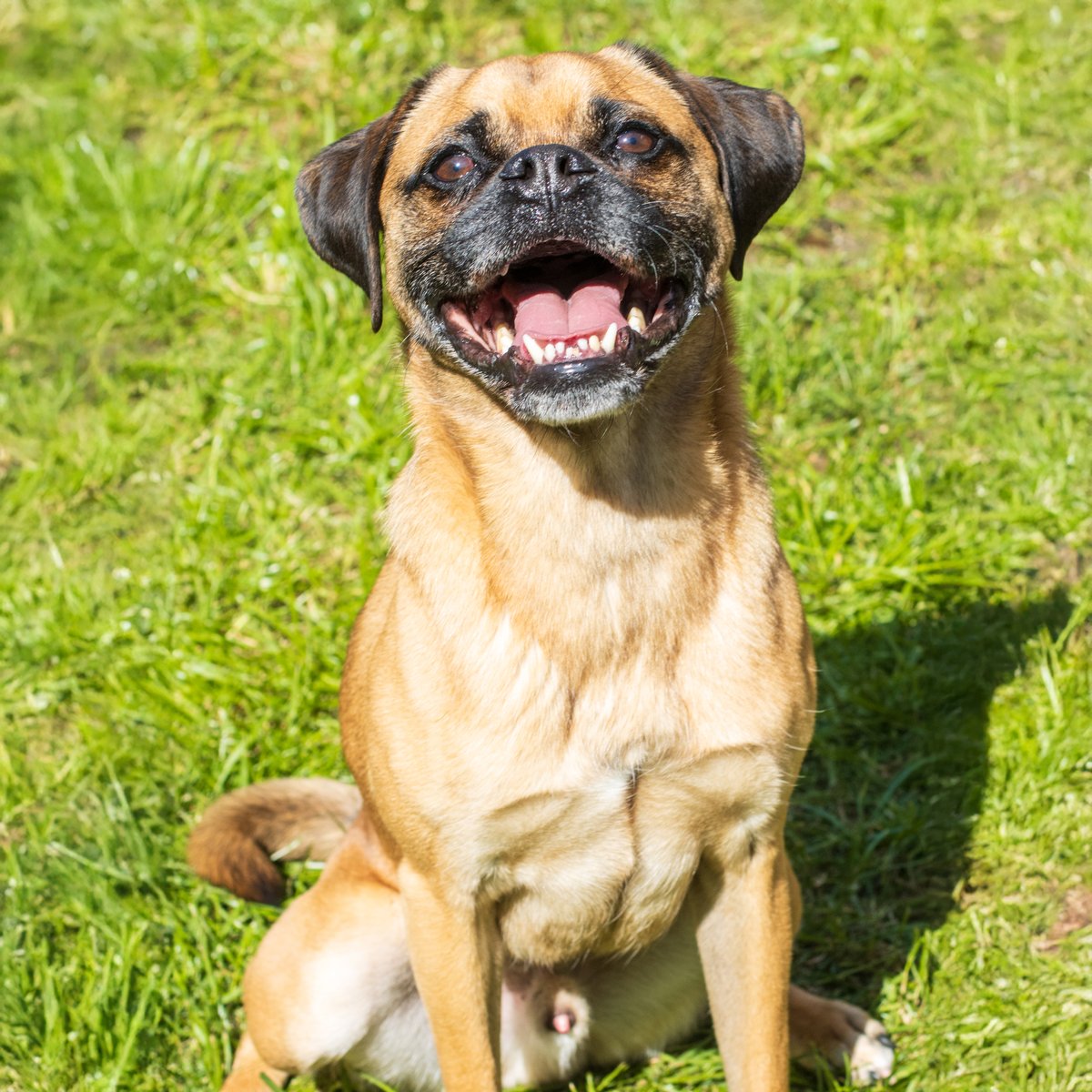 Explore the Beagle Mix | Zoetis Petcare
